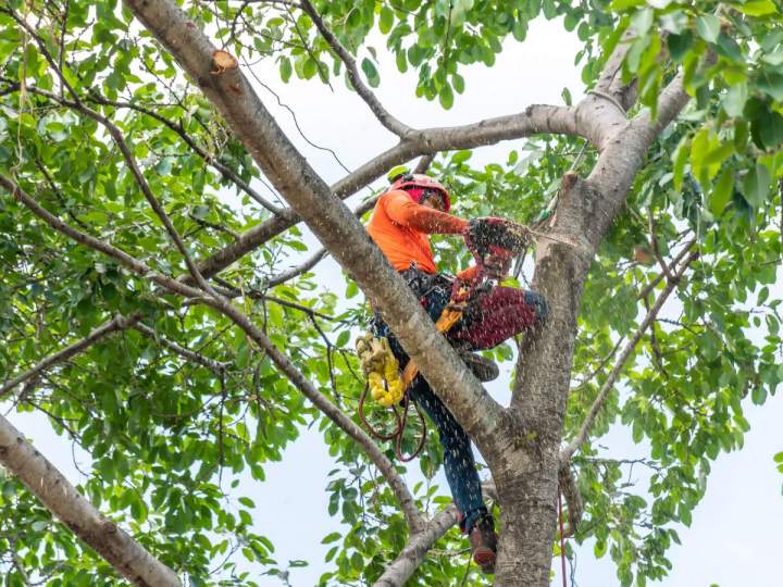 Élagage et abattage d’arbres Orléans